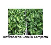 Dieffenbachia Camilla-Compacta