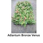 Adiantum Bronze Venus