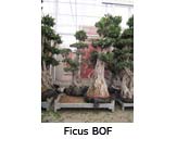Ficus BOF